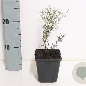 Coreopsis vert. 'Zagreb' GM P9