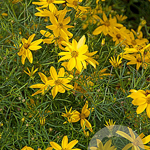Coreopsis vert. 'Zagreb' GM P9