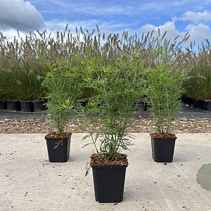 Coreopsis vert. 'Zagreb' GM P9