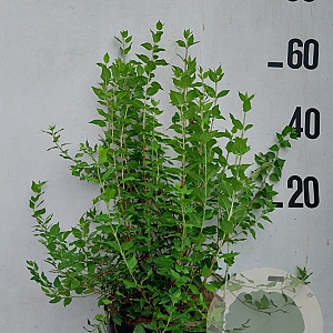 Philadelphus 'Manteau d'Hermine' 60-80 cm 10L