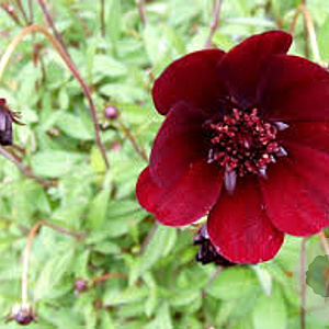 Cosmos atrosanguineus GM P9