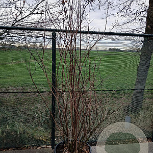 Philadelphus 'Virginal' 200-225 cm cont. 55L solitair