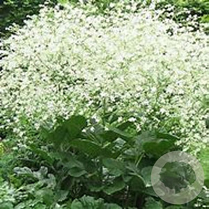 Crambe cordifolia GM P9