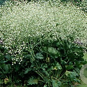 Crambe cordifolia GM P9