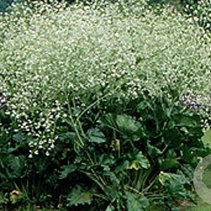 Crambe cordifolia GM P9