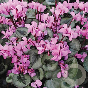Cyclamen coum GM P9
