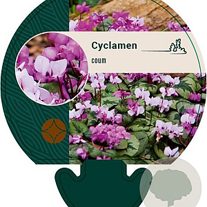 Cyclamen coum GM P9