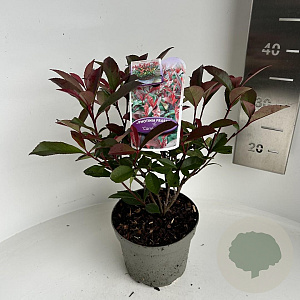 Photinia fraseri Carré Rouge 20-30 cm 2,0L