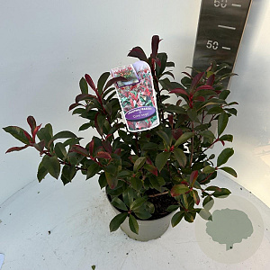 Photinia fraseri Carré Rouge 50-60 cm 5,0L
