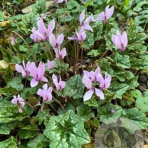 Cyclamen hederifolium GM P9