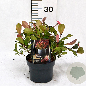 Photinia fraseri 'Little Fenna' 25-30 cm 2,0L