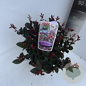 Photinia fraseri 'Little Red Robin' 30-40 cm 5,0L