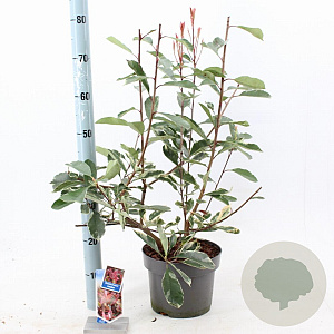 Photinia fraseri Louise 60-70 cm 5,0L