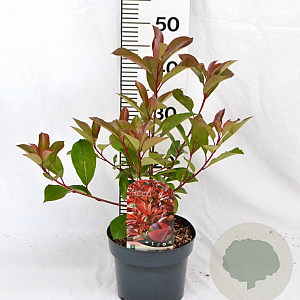 Photinia fraseri Red Light 40-50 cm 3,0L