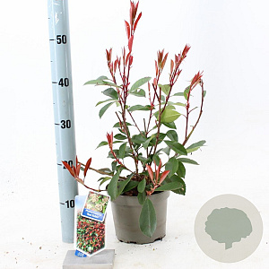 Photinia fraseri 'Red Robin' 15-20 cm 2,0L