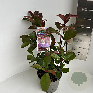Photinia fraseri 'Red Robin' 30-40 cm P17