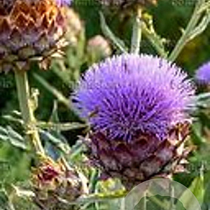 Cynara cardunculus GM P9