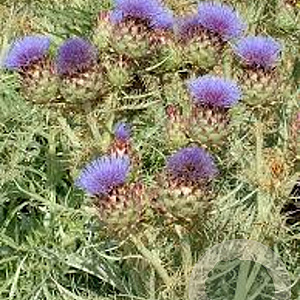 Cynara cardunculus GM P9