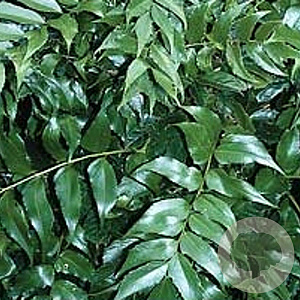 Cyrtomium falcatum GM P9