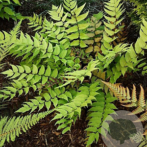 Cyrtomium fortunei GM P9