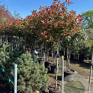 Photinia fraseri 'Red Robin' container 50 cm stam