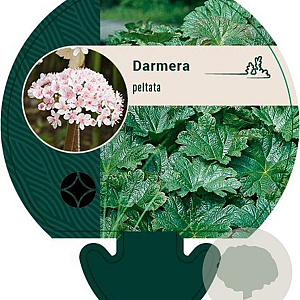 Darmera peltata GM P9