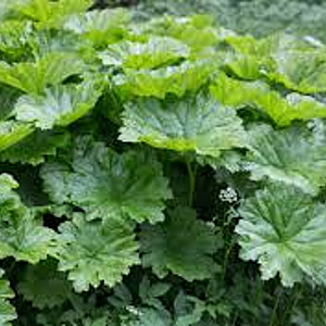 Darmera peltata GM P9