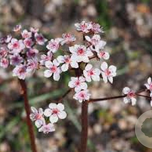 Darmera peltata GM P9