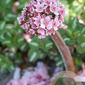 Darmera peltata GM P9