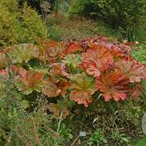 Darmera peltata GM P9