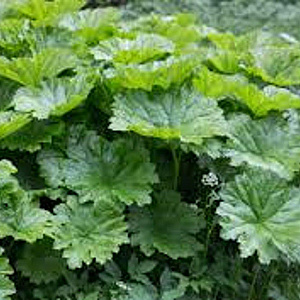 Darmera peltata GM P9
