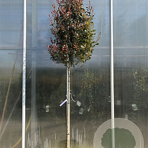 Photinia fraseri 'Robusta Compacta' 160-180 HO container piramide