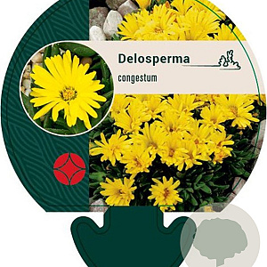 Delosperma congestum GM P9
