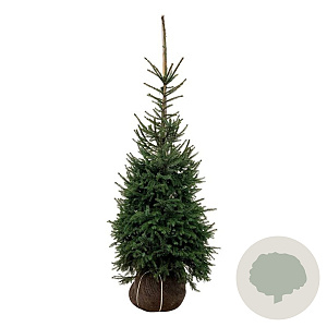 Picea omorika 125-150 cm met kluit extra
