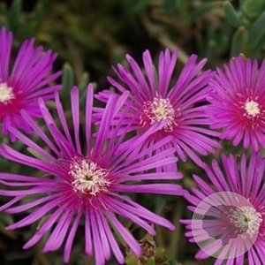 Delosperma cooperi GM P9