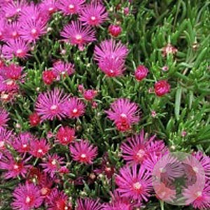 Delosperma cooperi GM P9