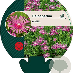 Delosperma cooperi GM P9