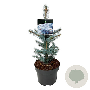 Picea pungens 'Blue Diamond' 30-40 cm 4,5L