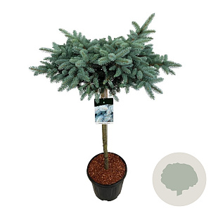 Picea pungens 'Glauca Globosa' 80 cm stam 15L kroon 50-60