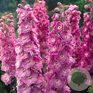 Delphinium (P) 'Astolat' GM P9