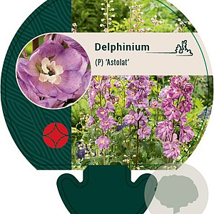 Delphinium (P) 'Astolat' GM P9