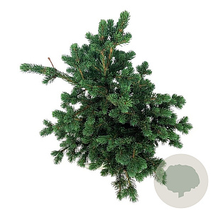Picea pungens 'Lucky Strike' 50-60 cm 15L