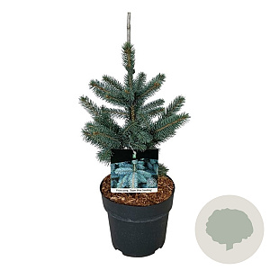Picea pungens Super Blue Seedling 30-40 cm 4,5L