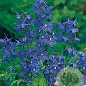 Delphinium (B) 'Bellamosum' GM P9