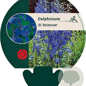 Delphinium (B) 'Bellamosum' GM P9