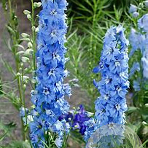 Delphinium 'Berghimmel' GM P9