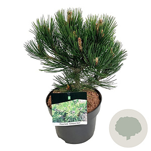 Pinus heldreichii 'Compact Gem' 25-30 cm