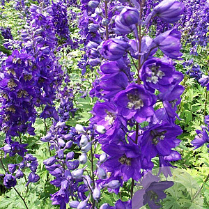 Delphinium (P) 'Black Knight' GM P9