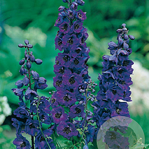 Delphinium (P) 'Black Knight' GM P9