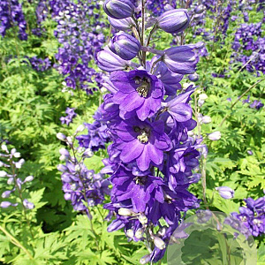 Delphinium (P) 'Black Knight' GM P9